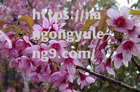 云南红河队豪取胜利，刷新记录